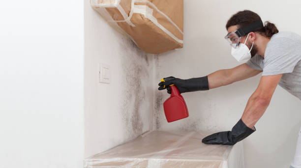 Basement Mold Remediation treatment on basement walls in Port Angeles
