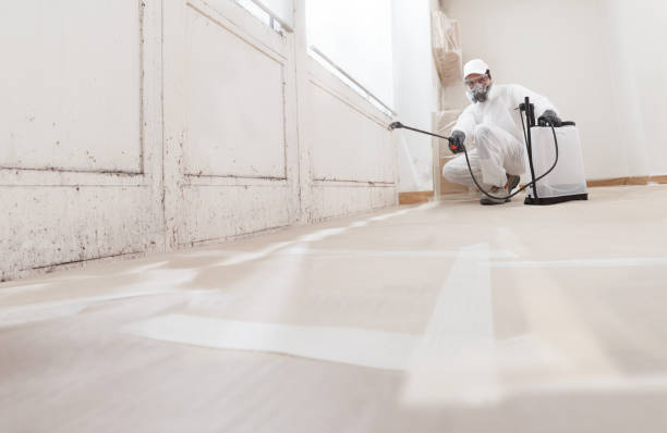 Black mold remediation team in Port Angeles