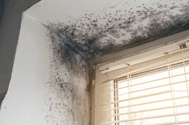 Mold Removal service in Port Angeles